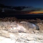 15 mil tortugas de paslama
