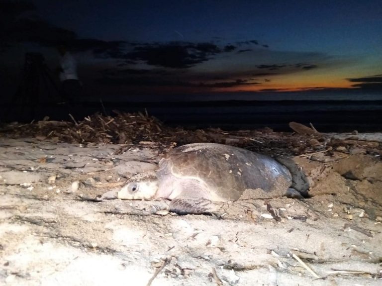 15 mil tortugas de paslama