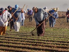Critican a Pelosi por afirmar que los inmigrantes ilegales podrían servir para "recoger las cosechas"