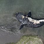Descubren la causa de la muerte de 30 ballenas francas en el sur de Argentina