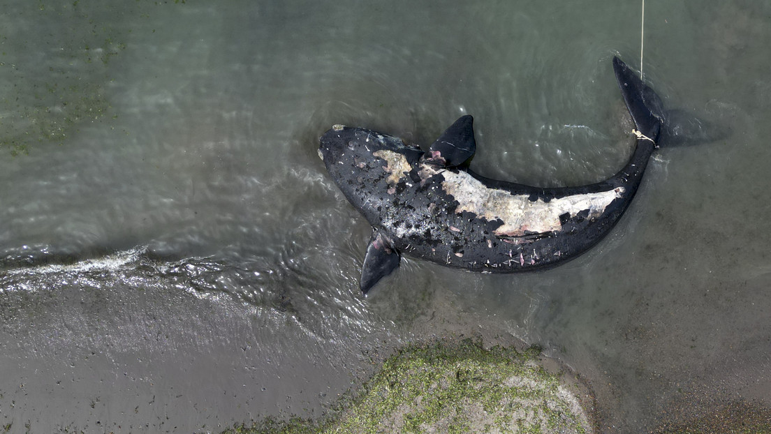 muerte de 30 ballenas francas Descubren la causa de la muerte de 30 ballenas francas en el sur de Argentina