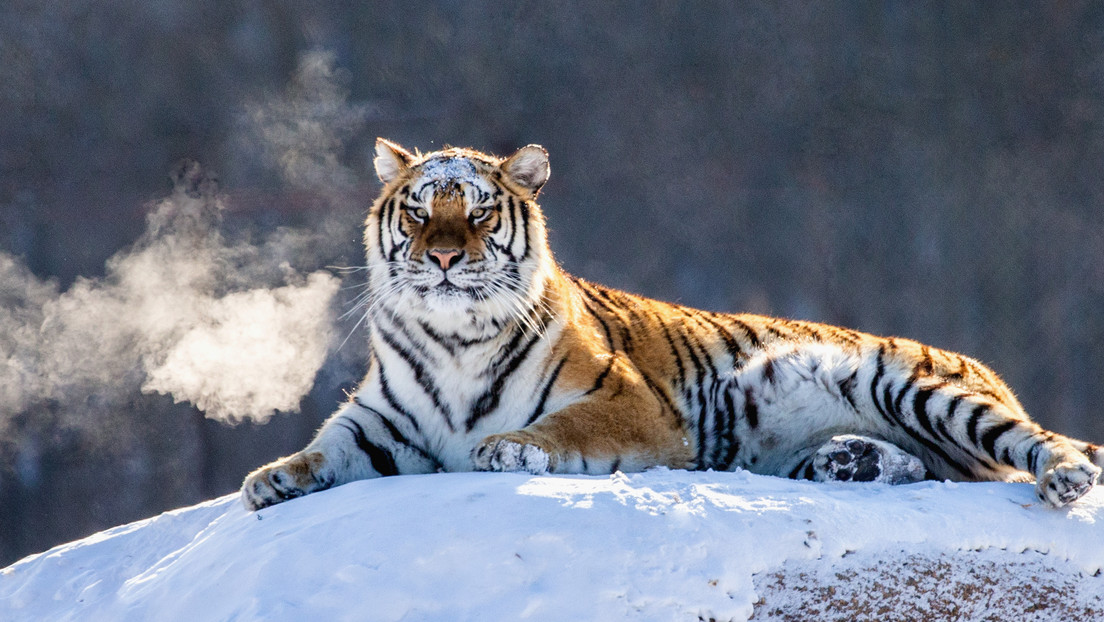Detectan en China huellas de tigre siberiano