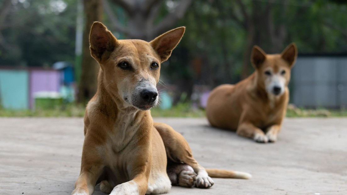 Perros callejeros salvan a un hombre de un atraco en Argentina