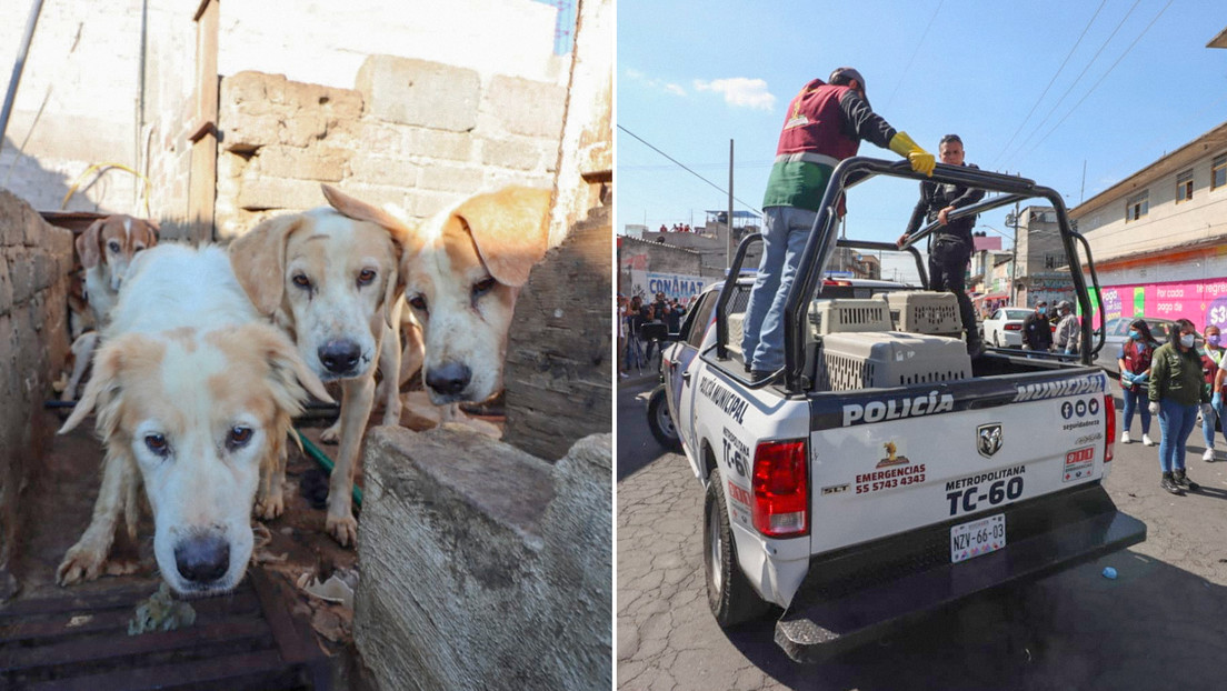 Rescatan a más de 70 perros de un inmueble en México donde presuntamente eran sacrificados para consumo humano Rescatan a más de 70 perros de un inmueble en México donde presuntamente eran sacrificados para consumo humano