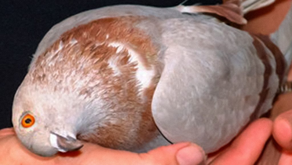 Un virus convierte a las palomas en Reino Unido en zombis