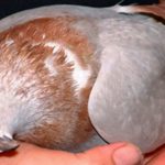 Un virus convierte a las palomas en Reino Unido en zombis