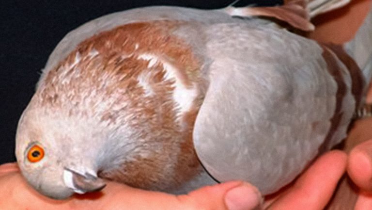 Un virus convierte a las palomas en Reino Unido en zombis