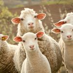 Cientos de ovejas caminan en círculo durante 12 días seguidos y nadie sabe por qué