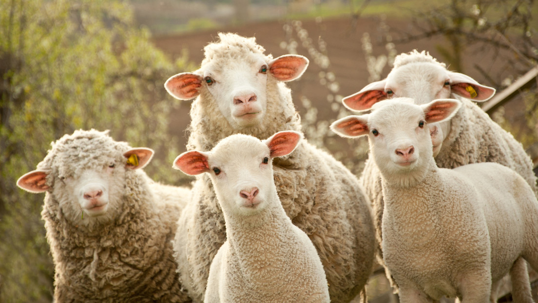 Cientos de ovejas caminan en círculo durante 12 días seguidos y nadie sabe por qué