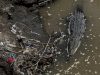 Cocodrilos se adaptan a un río tóxico en Costa Rica