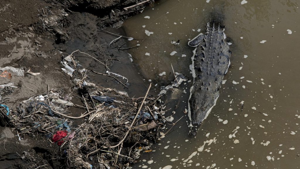 Cocodrilos se adaptan a un río tóxico en Costa Rica