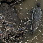 Cocodrilos se adaptan a un río tóxico en Costa Rica