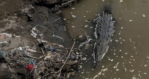 Cocodrilos se adaptan a un río tóxico en Costa Rica
