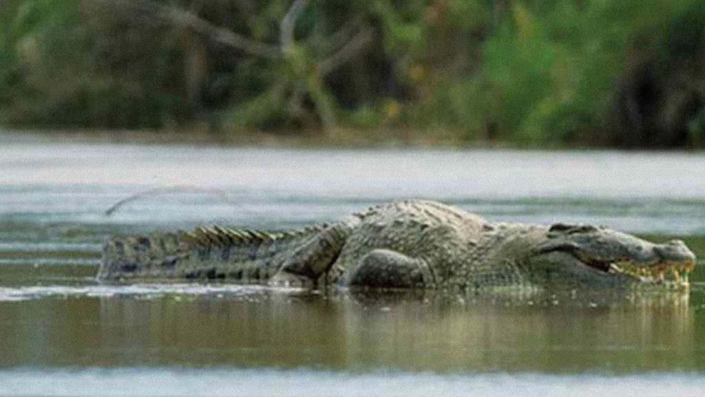 Desaparece un cocodrilo al que atribuyen la muerte de 300 personas