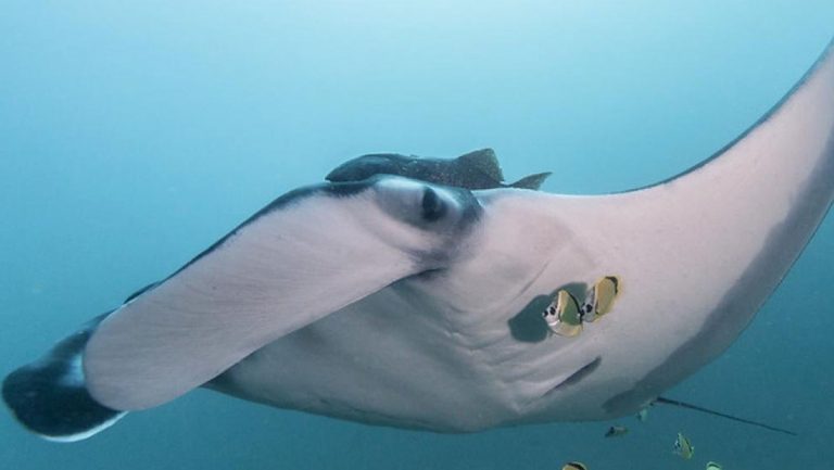 Descubren la población de mantarrayas más grande jamás vista frente a las costas de Ecuador
