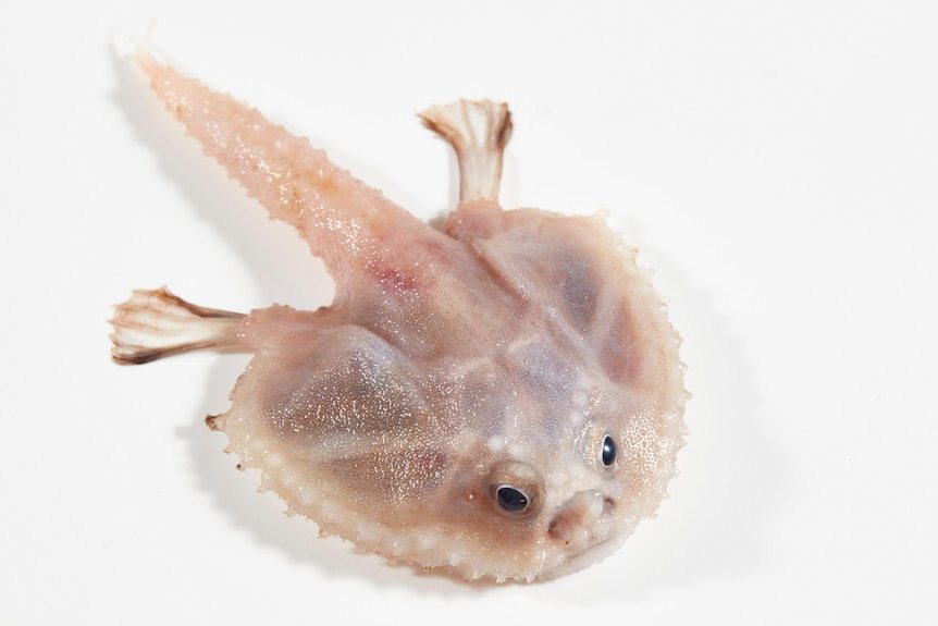Encuentran un 'tesoro' de criaturas extrañas en el fondo del océano