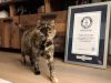 La británica Flossie rompe el récord mundial como la gata más longeva