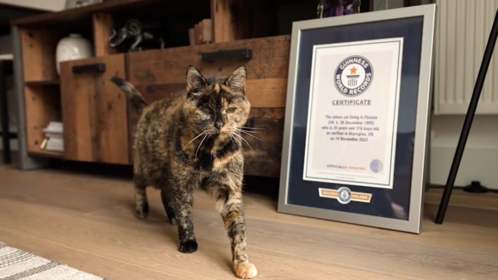 La británica Flossie rompe el récord mundial como la gata más longeva