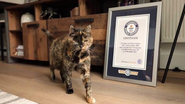La británica Flossie rompe el récord mundial como la gata más longeva