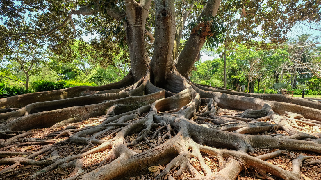 La evolución de las raíces de los árboles podría haber provocado extinciones masivas