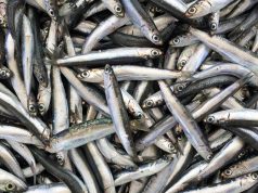Miles de peces muertos aparecen en una popular playa australiana y nadie sabe por qué