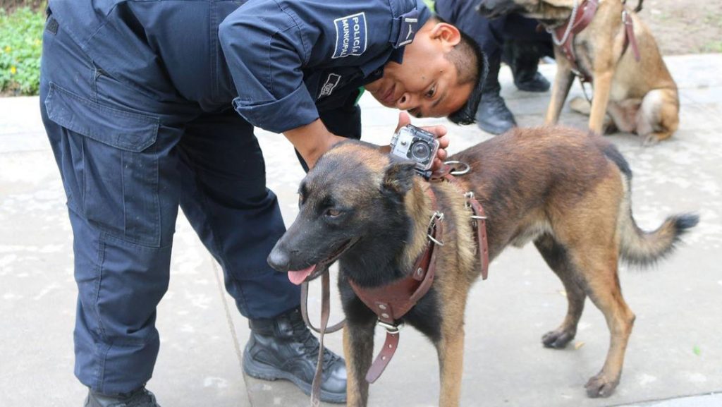 Muere Laika, la perra rescatista