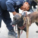 Muere Laika, la perra rescatista