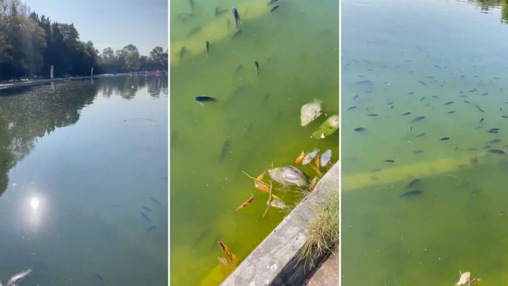 Por qué decenas de peces murieron en el gran parque urbano de Ciudad de México