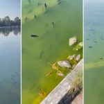 Por qué decenas de peces murieron en el gran parque urbano de Ciudad de México