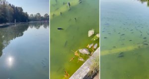 Por qué decenas de peces murieron en el gran parque urbano de Ciudad de México