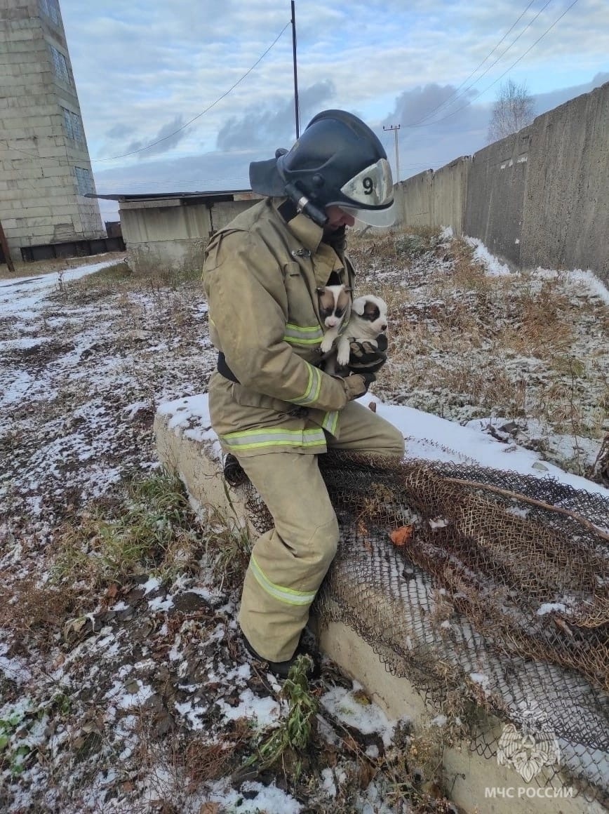 Una perra corre tras unos bomberos en Siberia buscando la salvación de sus cachorros