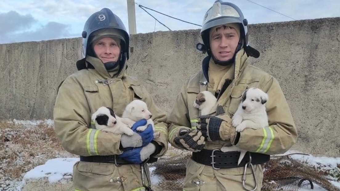 Una perra corre tras unos bomberos en Siberia buscando la salvación de sus cachorros