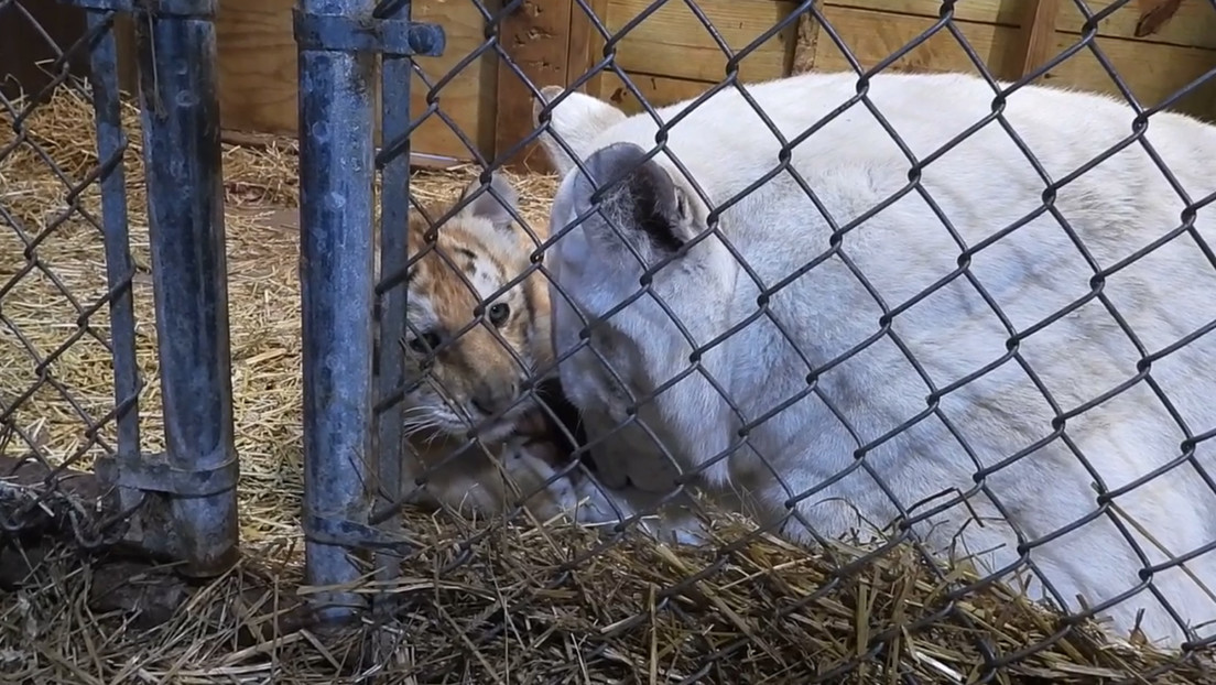 Una tigresa blanca "llora" la muerte de sus cachorros, que se ahogaron en un estanque