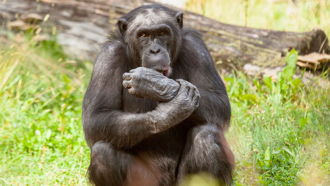 5 chimpancés escapan de sus jaulas y 3 son abatidos a tiros en un zoológico
