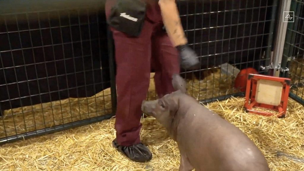 Abren una investigación contra la empresa Neuralink de Musk tras sacrificar unos 1.500 animales