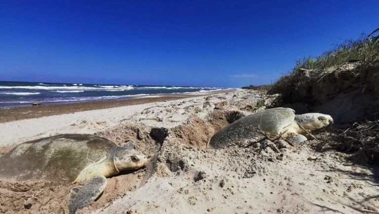 Buscan proteger a tortugas marinas con la creación de 17 nuevos santuarios