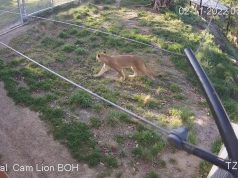El momento en que cinco leones escapan en un zoo australiano
