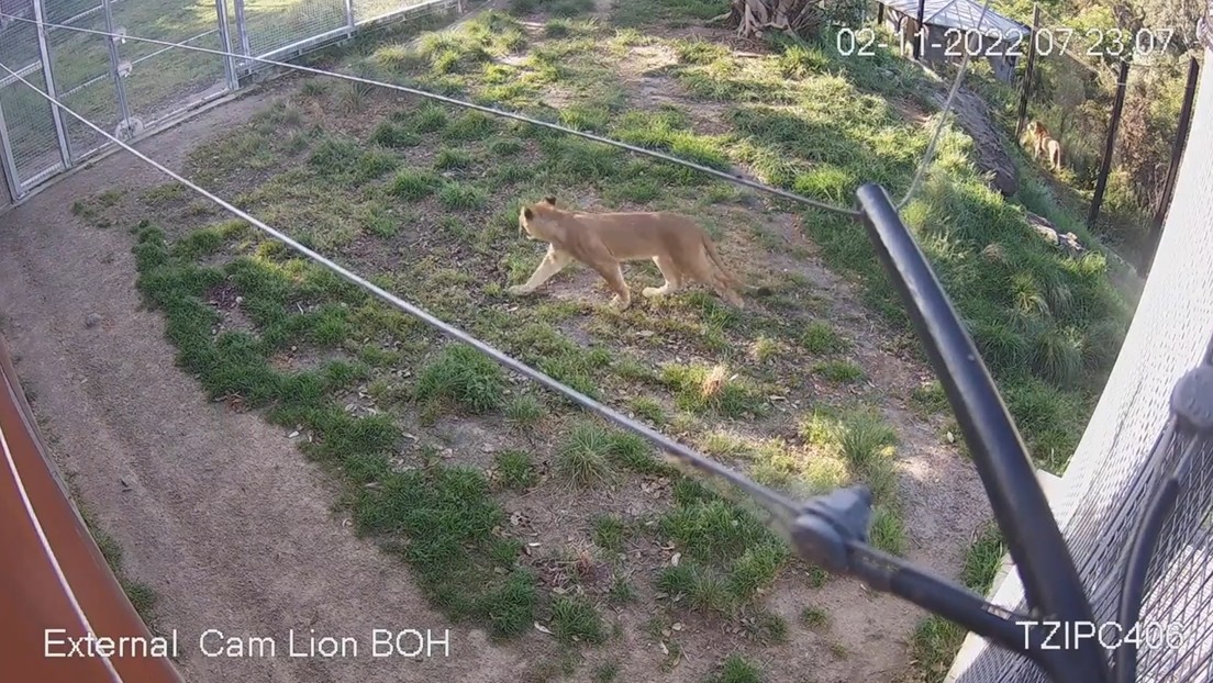 El momento en que cinco leones escapan en un zoo australiano
