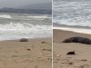 Hallan muertas 2.500 focas en peligro de extinción en el sur de Rusia