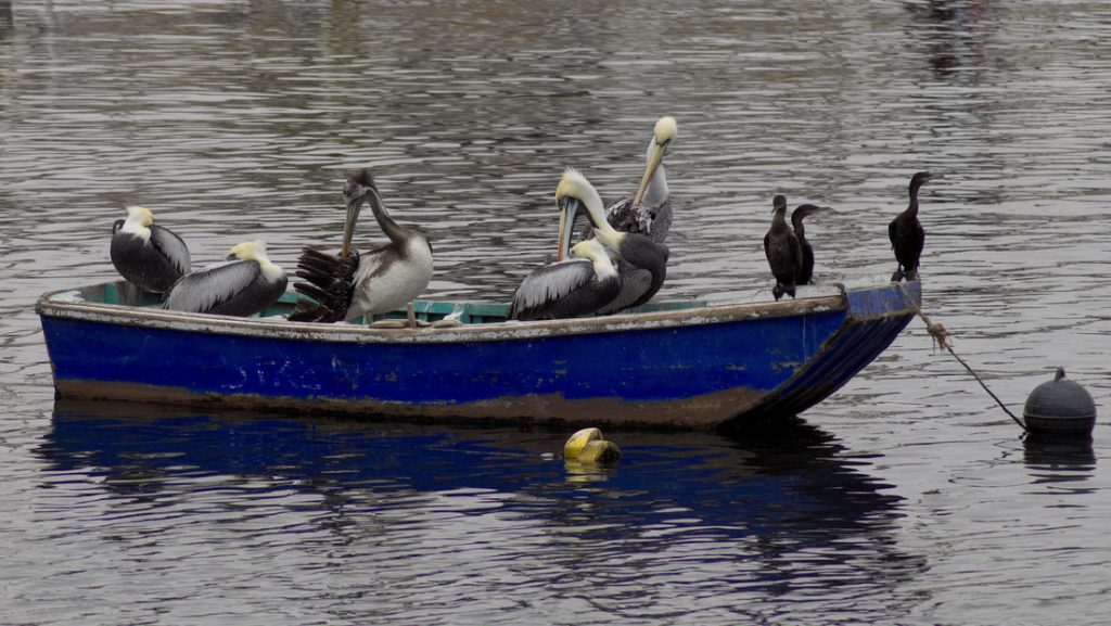 Perú en emergencia sanitaria por la gripe aviar H5N1
