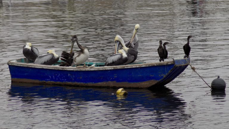 Perú en emergencia sanitaria por la gripe aviar H5N1
