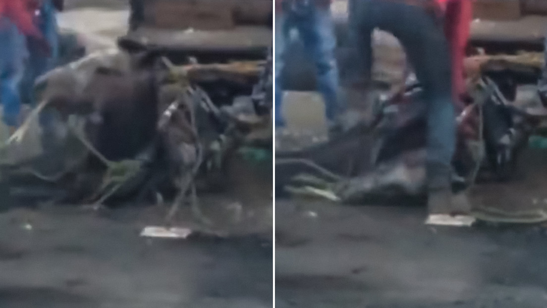 Un hombre maltrata brutalmente a un caballo moribundo en México