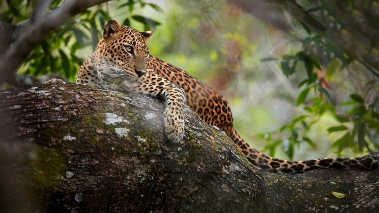 Un leopardo desata el caos al atacar a personas y coches en la India
