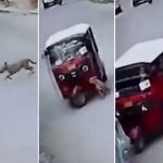 Un perro 'atropella' un mototaxi, hace caer al conductor y sale corriendo