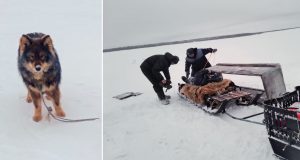 Un perro le salva la vida a su dueño en un río congelado de Siberia