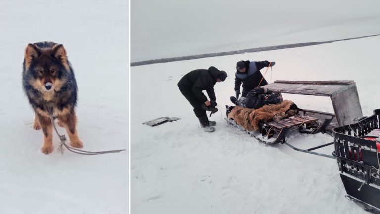 Un perro le salva la vida a su dueño en un río congelado de Siberia