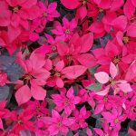 La flor de nochebuena, el símbolo navideño que nació en México y se expandió por todo el mundo