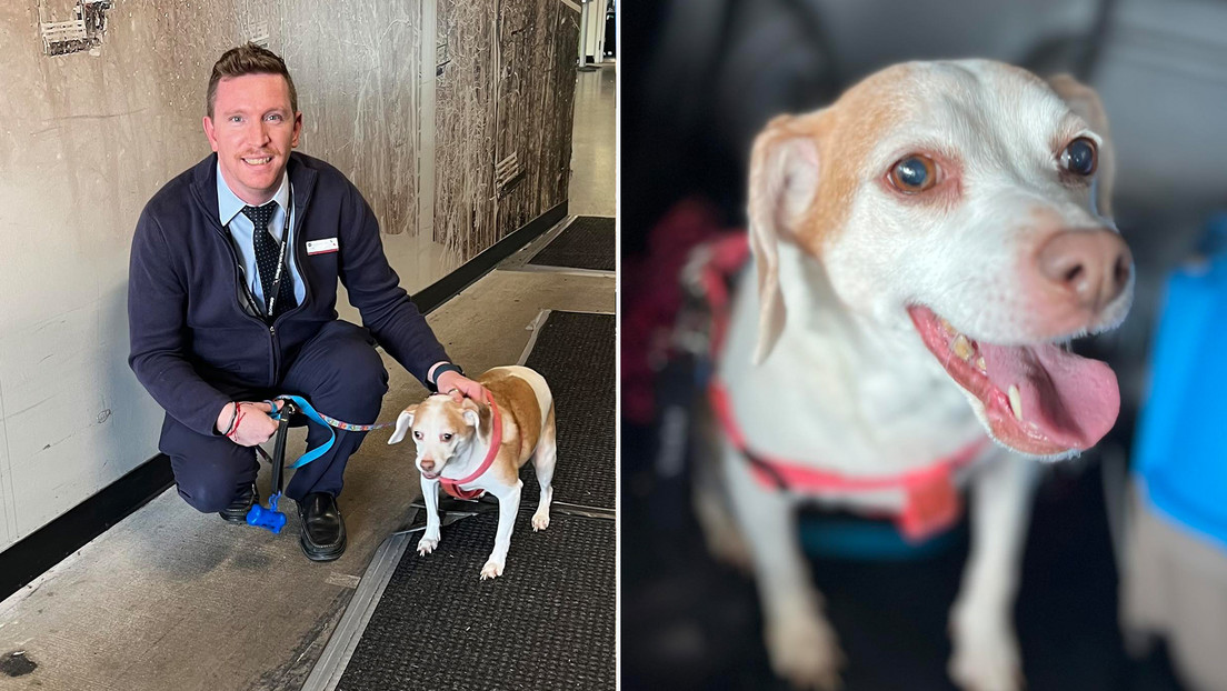 Abandona a su perrita en un aeropuerto de EE.UU. porque su jaula no cabía debajo del asiento Abandona a su perrita en un aeropuerto de EE.UU. porque su jaula no cabía debajo del asiento