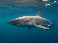 Ataque fatal de tiburón en la bahía de Tobari, México