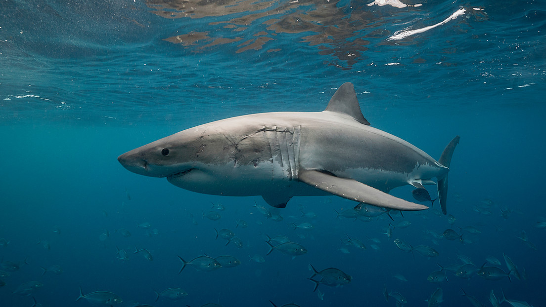 Ataque fatal de tiburón en la bahía de Tobari, México
